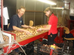 Checking the Bulbs